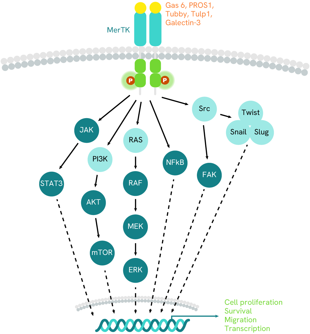 Simplified pathway