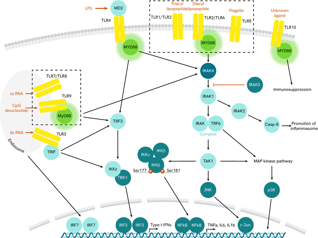 MYD88 assay Signaling Pathway