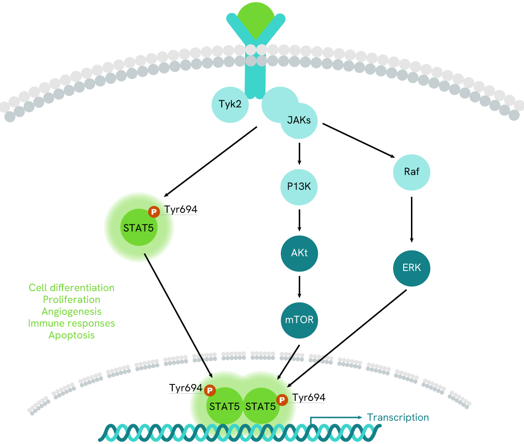 Simplified pathway