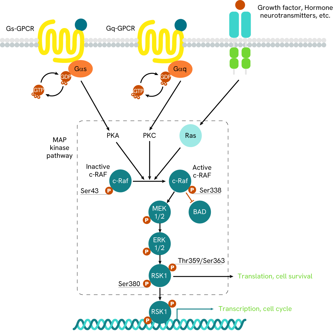 Simplified pathway