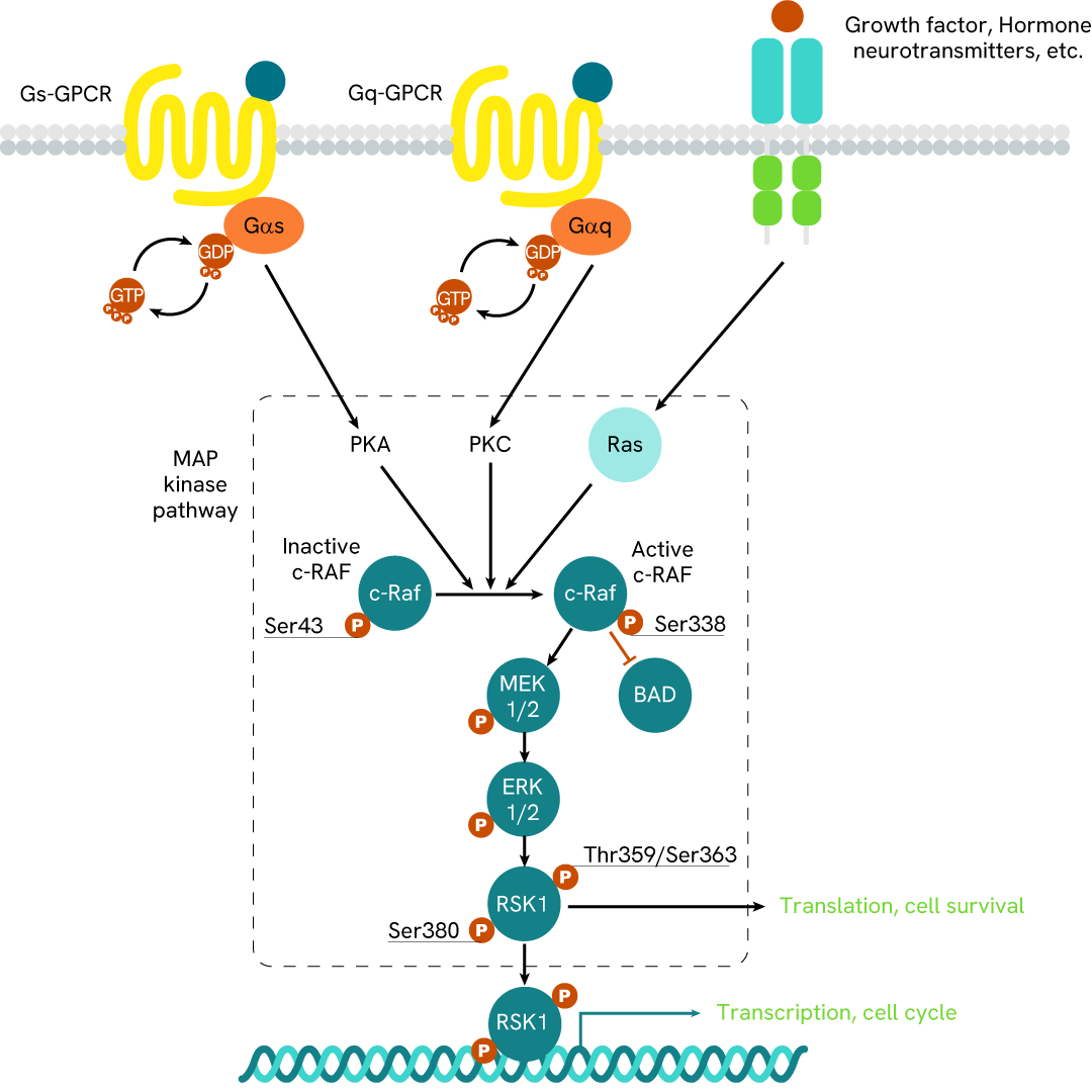 Simplified pathway