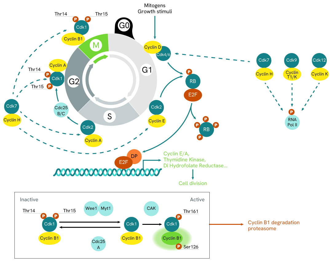 Simplified pathway phospho-S126 cyclin B1