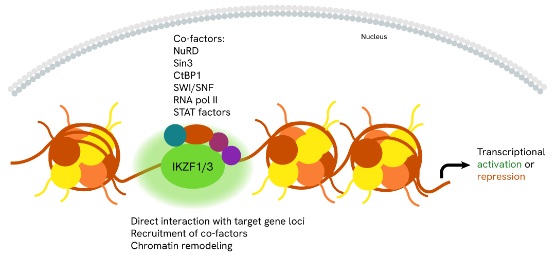 IKZF1 Signaling Pathway