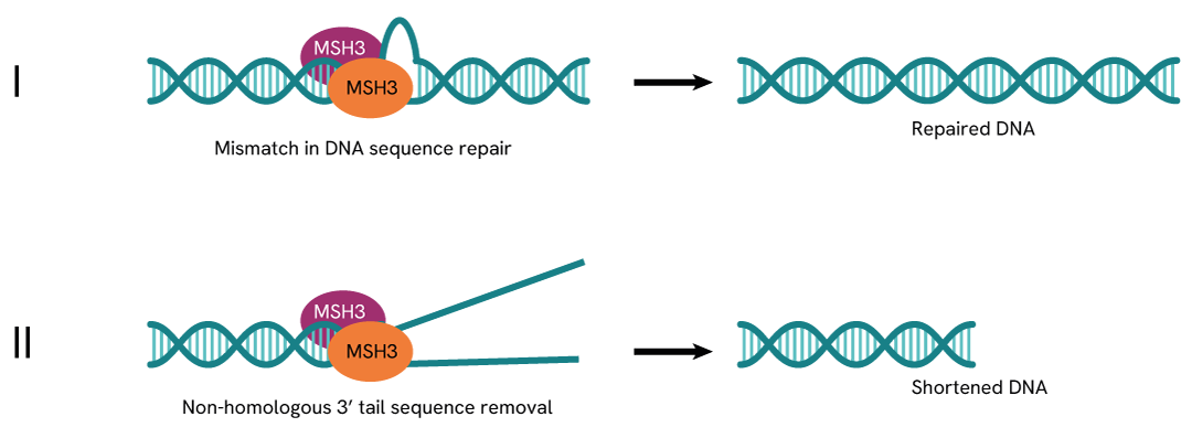 Simplified pathway total MSH3