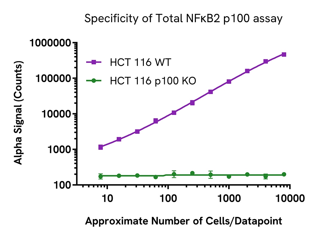 Knockout Validation of NFκB2 p100 Total