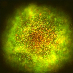 TcellKilling-252x252