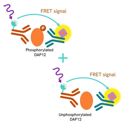 Total DAP12 Product image