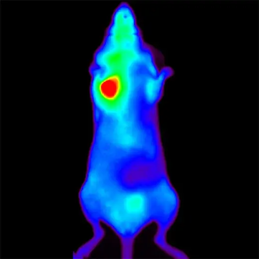 Breast tumor in mouse using AngioSense fluorescent probe and IVIS SpectrumCT system