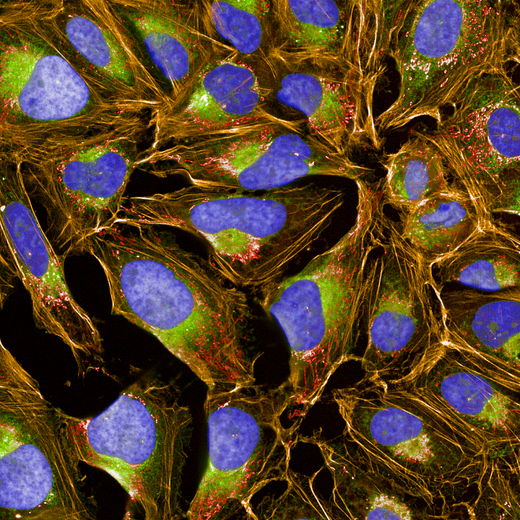 U2OS cells stained with PhenoVue cell painting kit, imaged on Operetta CLS high-content analysis system, 63xW, confocal.