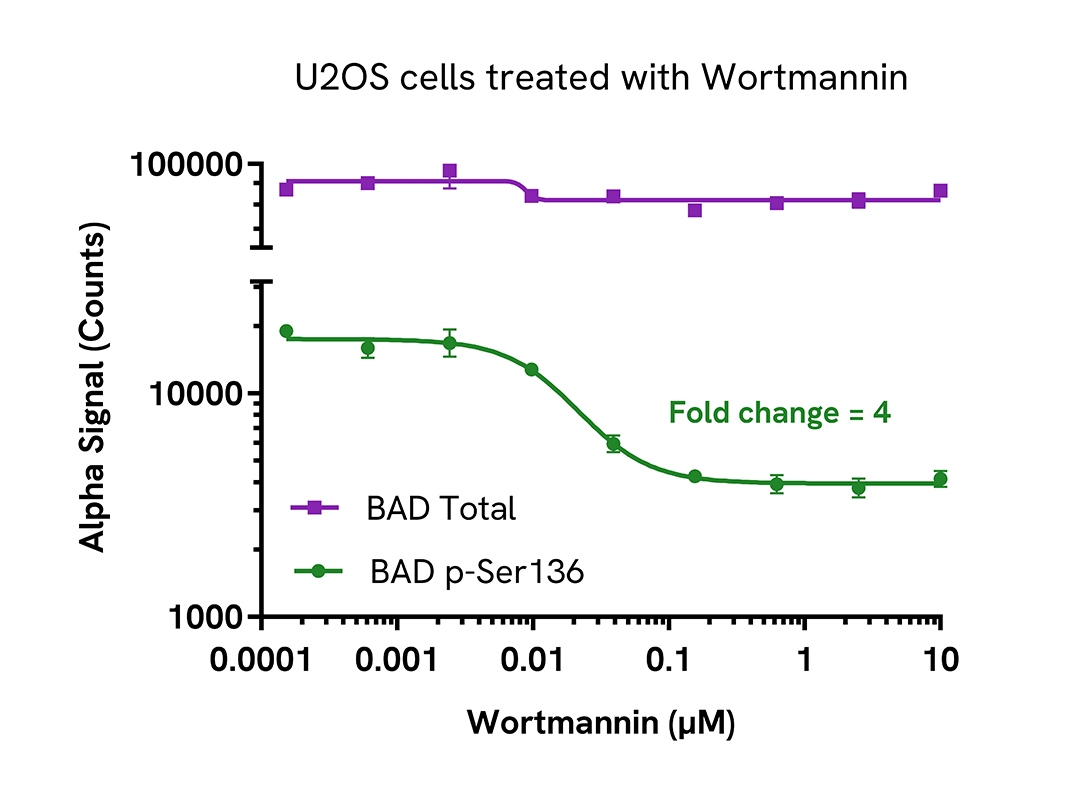 Pharmacological Validation (inhibitor) of Phospho BAD (Ser136)