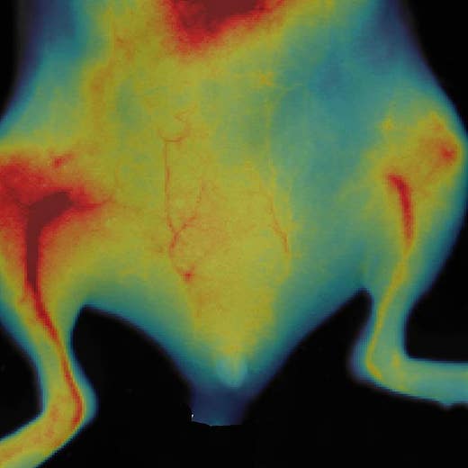 IVISense™ Vascular Fluorescent Imaging Agent Panel