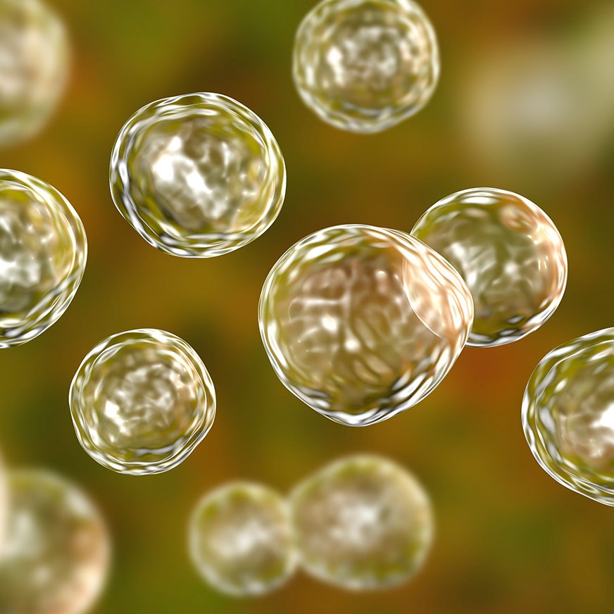 Yeast viability and vitality