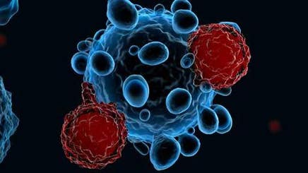 a-novel-mouse-model-using-512x288