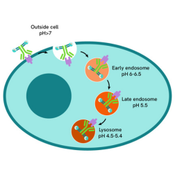 accordion 1 GPCR pHSense category page