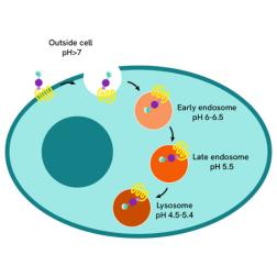 accordion 2 GPCR pHSense category page