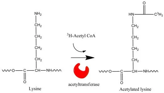 acetylation-assays-using-acetyl-coa-fig1.jpeg