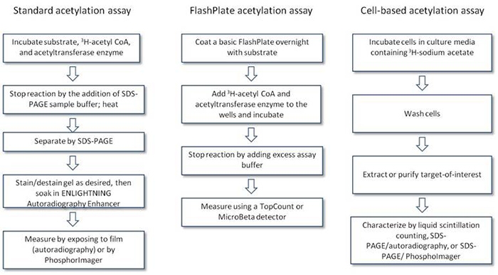 acetylation-assays-using-acetyl-coa-fig2.jpeg