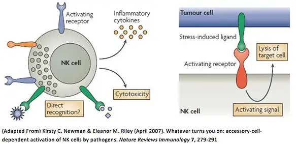 Activation of NK cells by pathogens