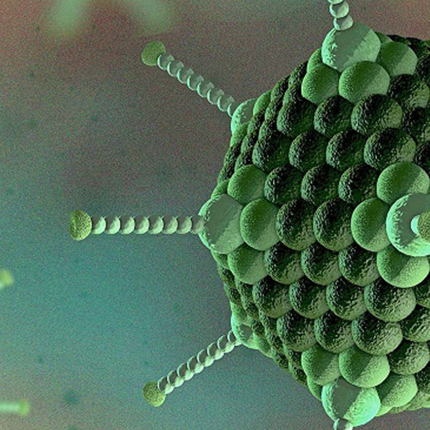 adenovirus