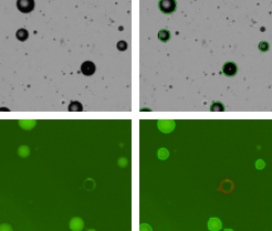 GFP-Labeled Adipocytes