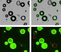 Adipocytes Treated with Calcein AM