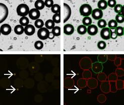 Adipocyes Treated with PI