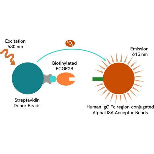 FCGR2B/CD32b AlphaLISA Binding Kit, 500 Assay Points