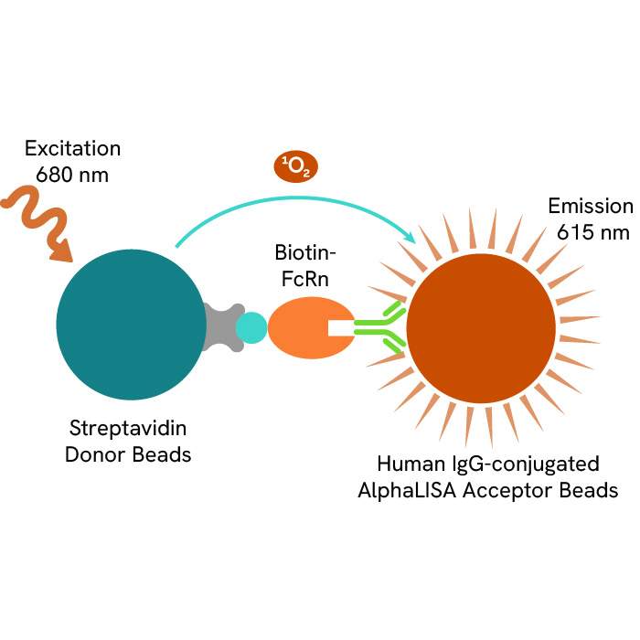AlphaLISA Human FcRn Binding Kit, 500 Assay Points | Revvity