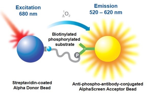 alpha-anti-phospho-assay