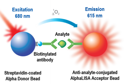 alpha-antibody- detection-and characterization