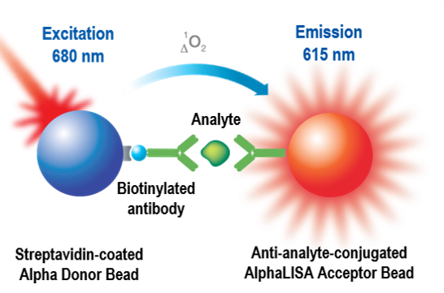 alpha-antibody- detection-and characterization