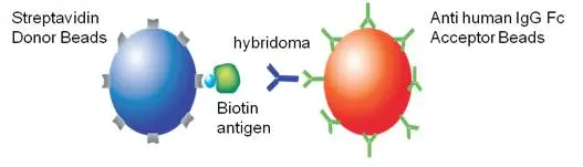 alpha-antibody-detection-and-characterization