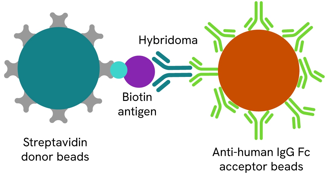 alpha antibody detection and characterization fig2