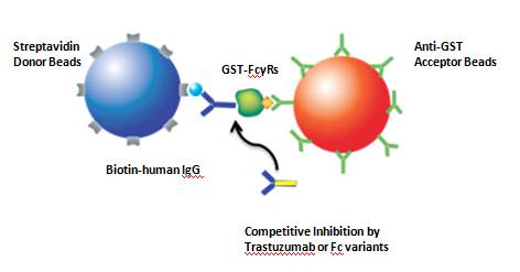 alpha-antibody-detection-and-characterization