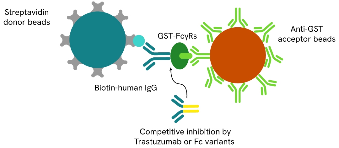 alpha antibody detection and characterization fig4