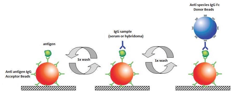 alpha-antibody-detection-and-characterization