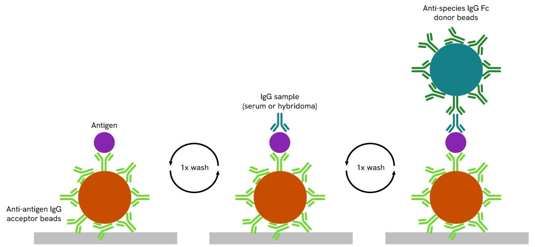 alpha antibody detection and characterization fig8