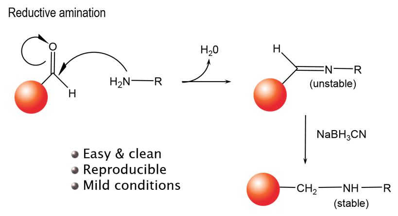 alpha-bead-conjugation