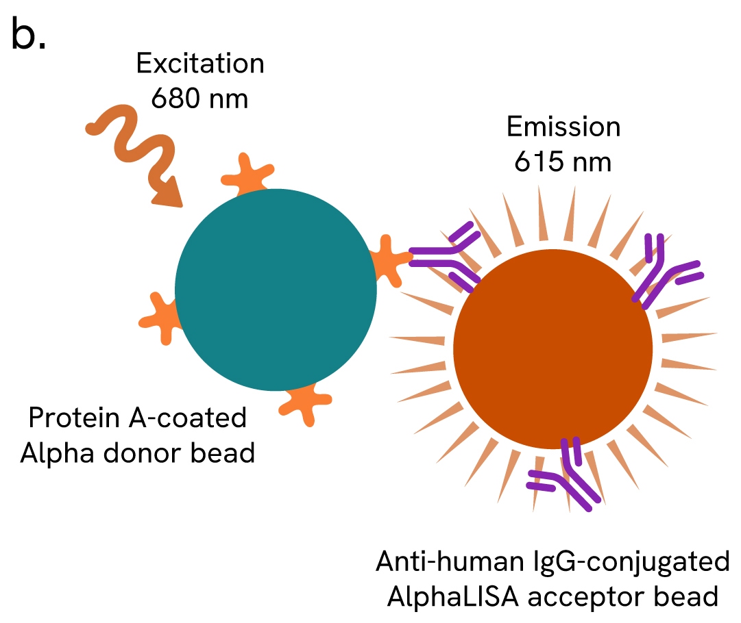 alpha bead selection fig4 b