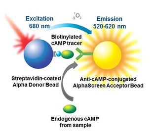 alpha-camp-assays-fig-1.jpg