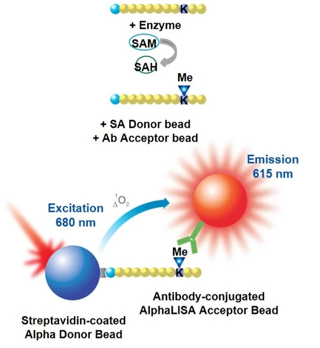 alpha-epigenetic-assays-fig1