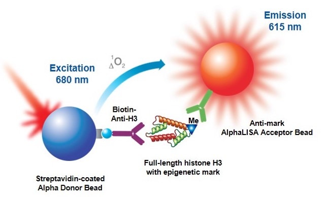 alpha-epigenetics-post-translational-modifications