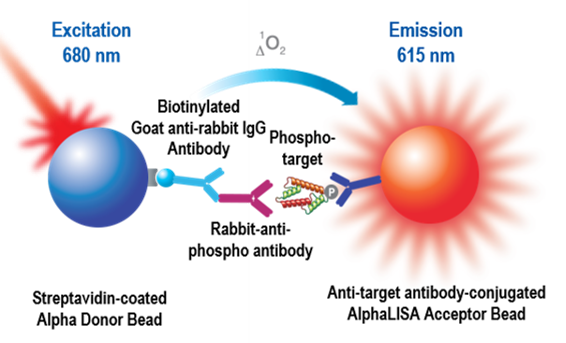 alpha-immunoassay-design-fig2