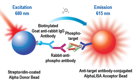 alpha-immunoassay-design-fig2