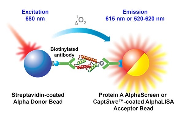 alpha-kinase-assays-fig2