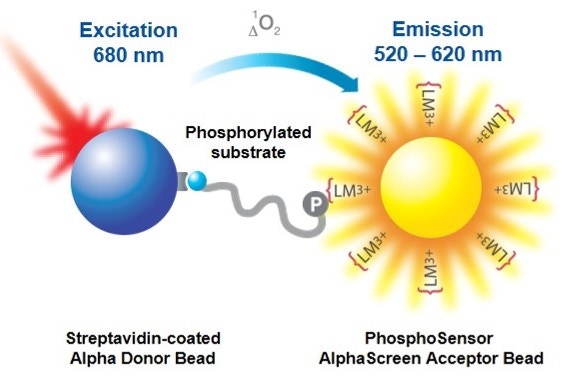 alpha-kinase-assays-fig3