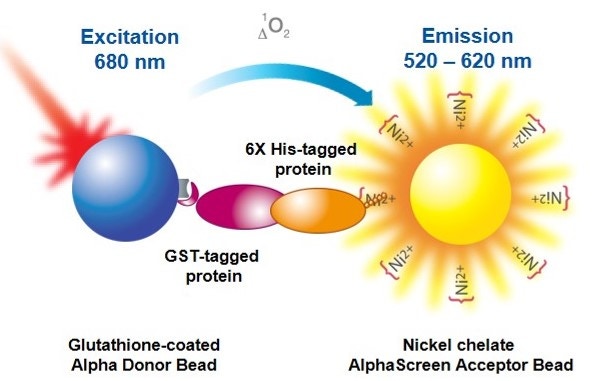 alpha-kinase-substrate-binding-assays-fig1