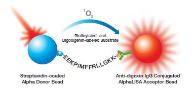 alpha-protease-assays