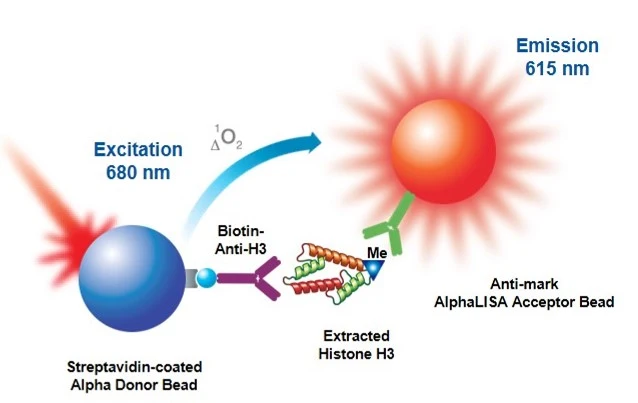 alphalisa-epigenetic-cellular-assays-fig1