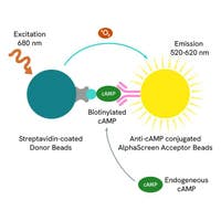 AlphaScreen cAMP image